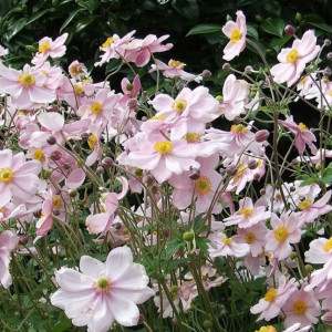Саженцы Анемона гибрдная Макс Фогель
