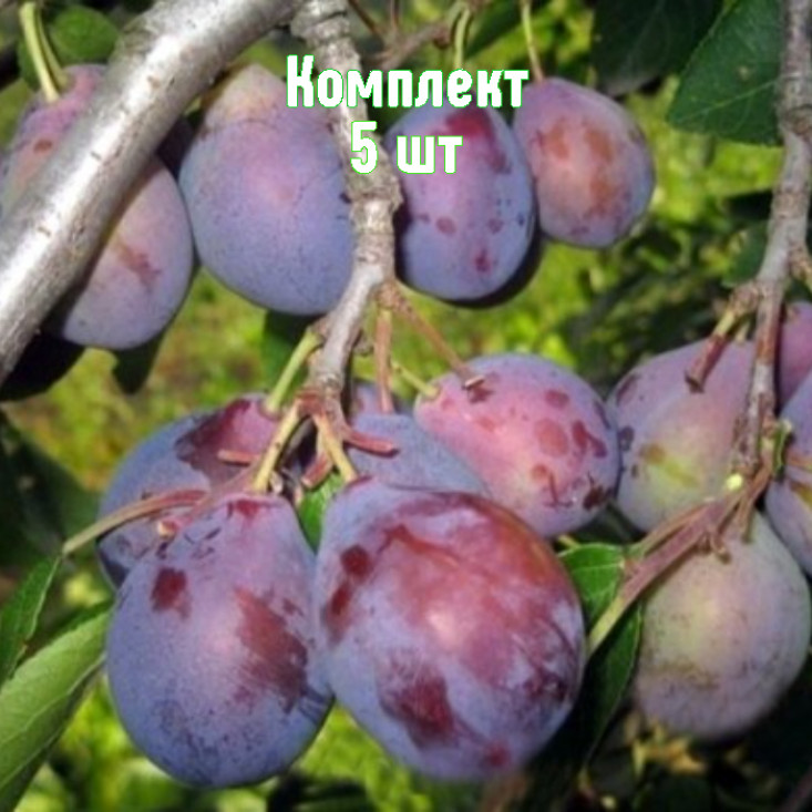 Комплект 5шт / Слива Кубанский Карлик Комплект 5шт / Слива Кубанский Карлик