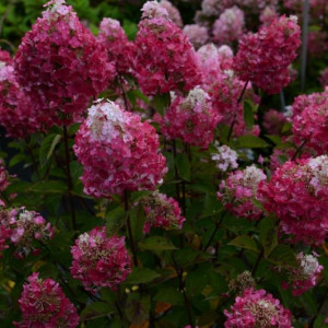 Саженцы Гортензия Самарская Лидия (метельчатая)